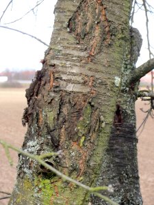 20140211Kirsche_Reilingen04