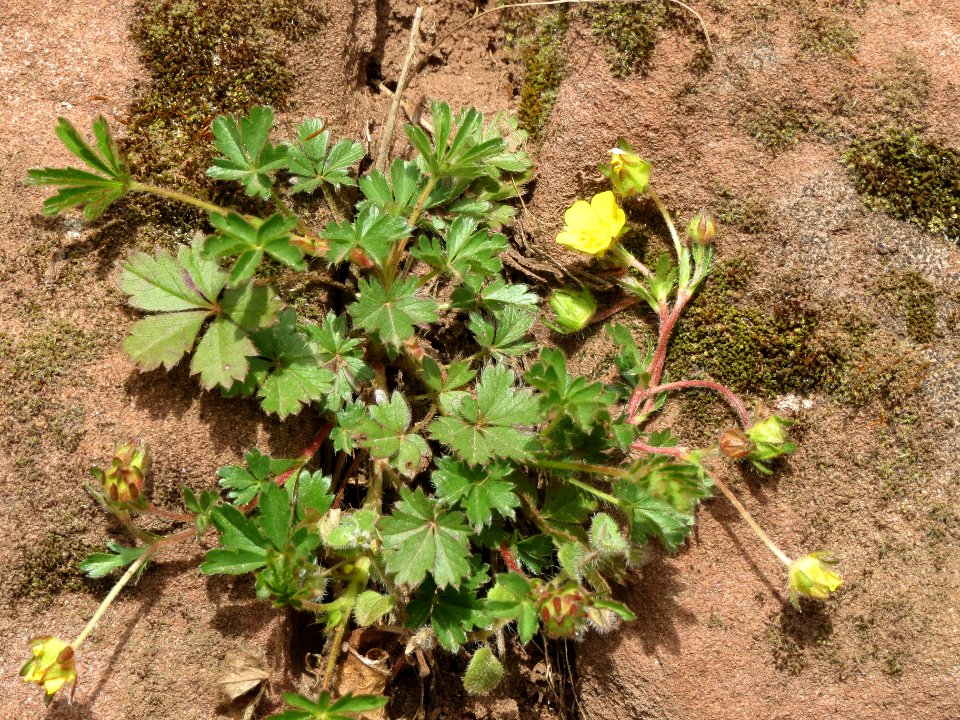 20140330Potentilla_pusilla1