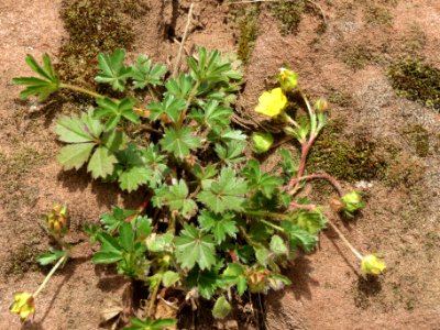 20140330Potentilla_pusilla1