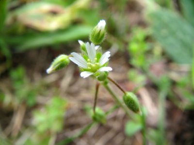 20140407Cerastium_semidecandrum1