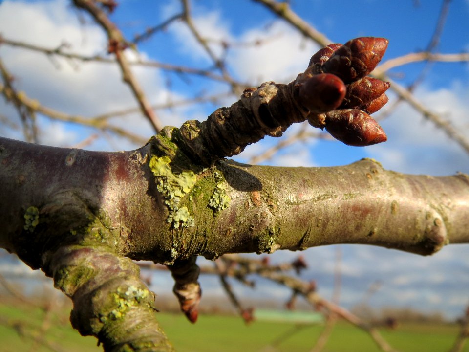 20140211Kirsche_Reilingen16