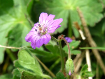 20140330Geranium_pyrenaicum1