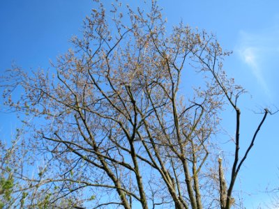 20140327Acer_saccharinum2