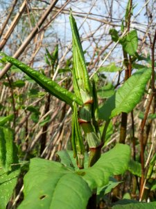 20140406Reynoutria_japonica1