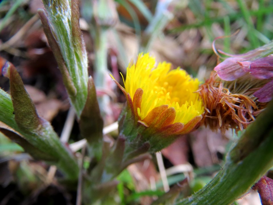 20140325Tussilago_farfara1