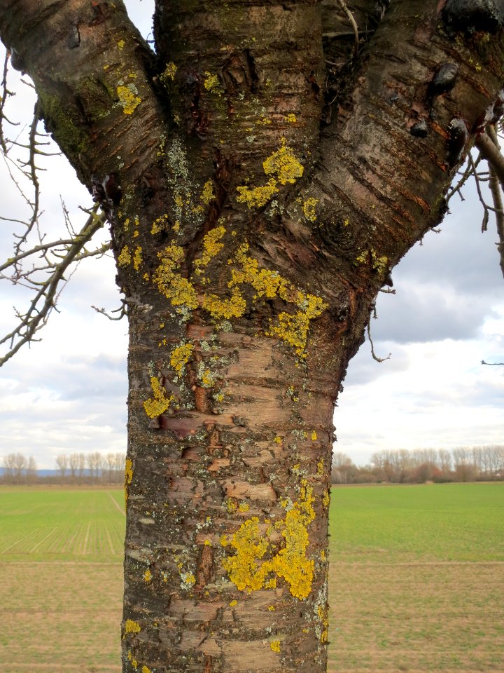 20140211Kirsche_Reilingen09