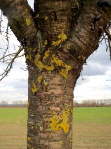 20140211Kirsche_Reilingen09