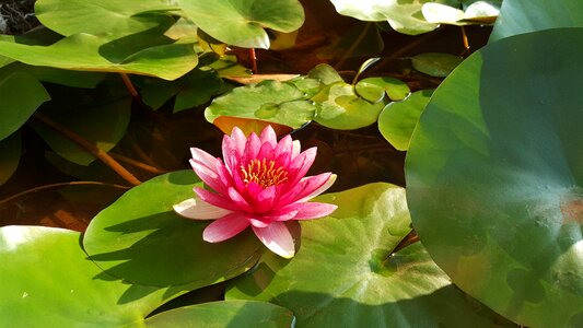 Morning plant nature