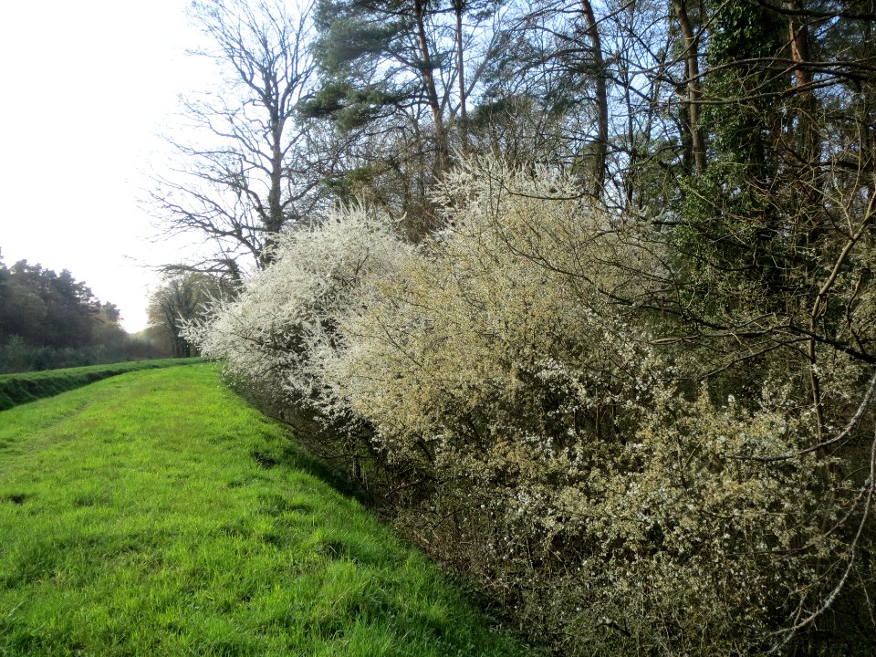 20140325Prunus_spinosa2