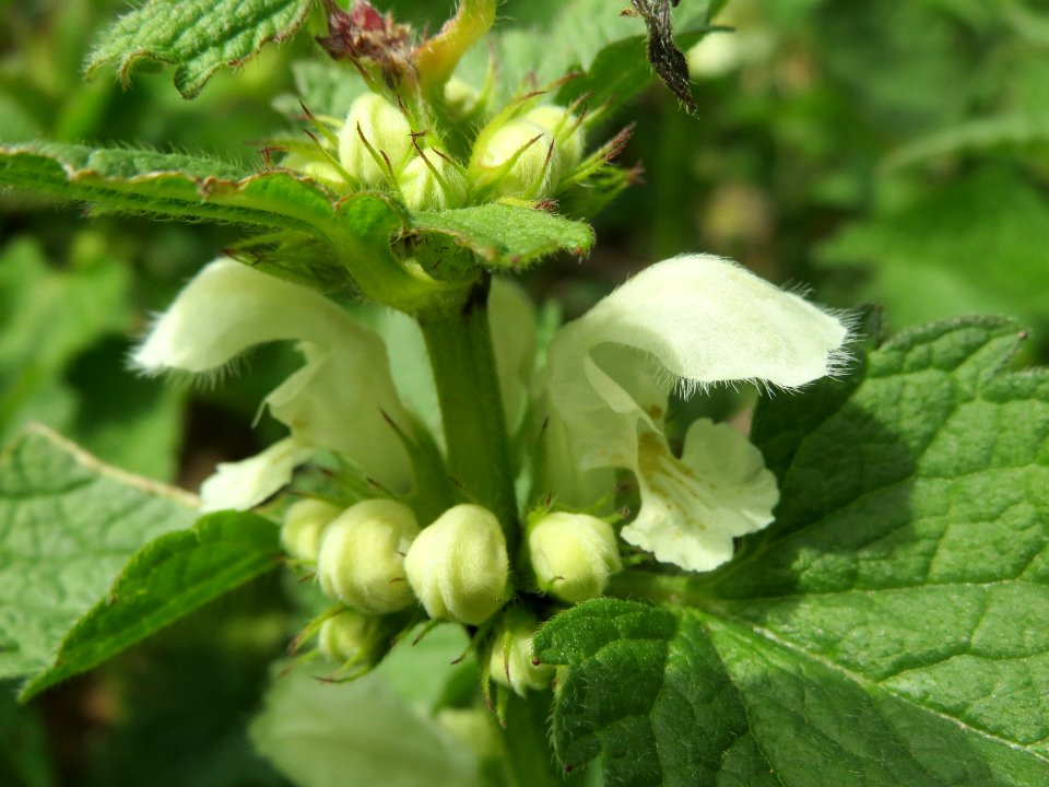 20140330Lamium_album
