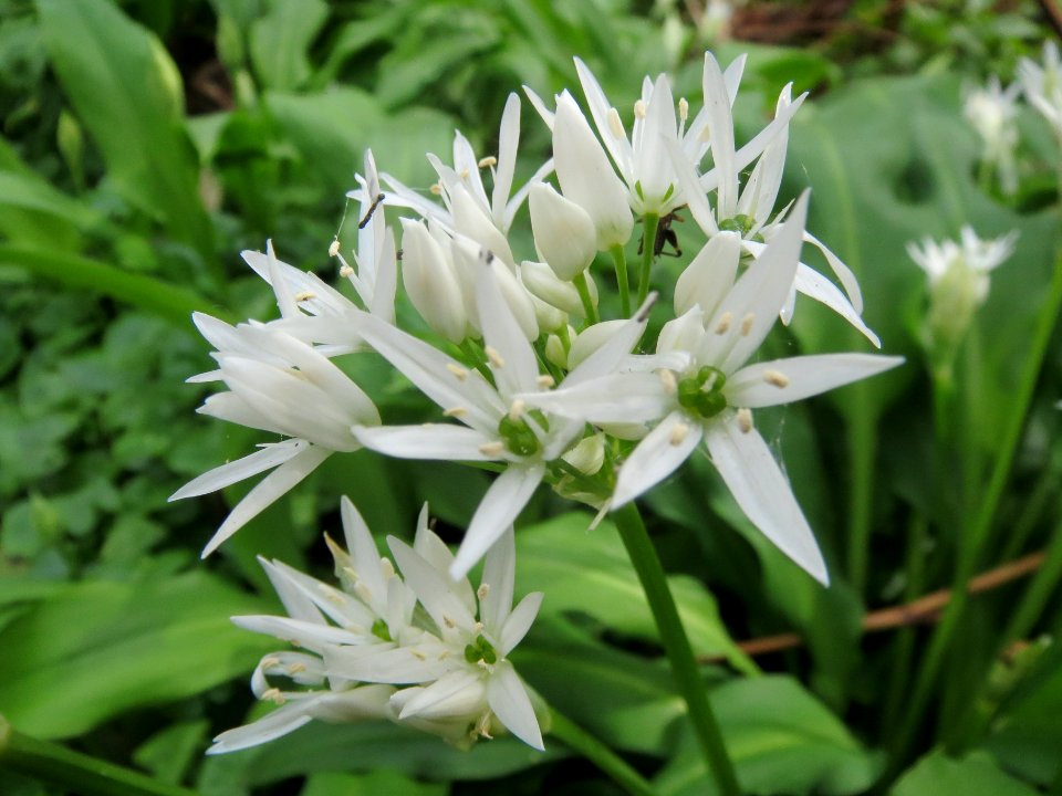 20140407Allium_ursinum1