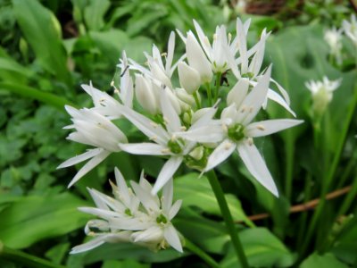 20140407Allium_ursinum1