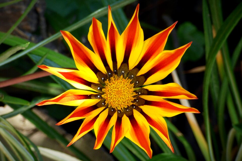 Nature beauty stripes