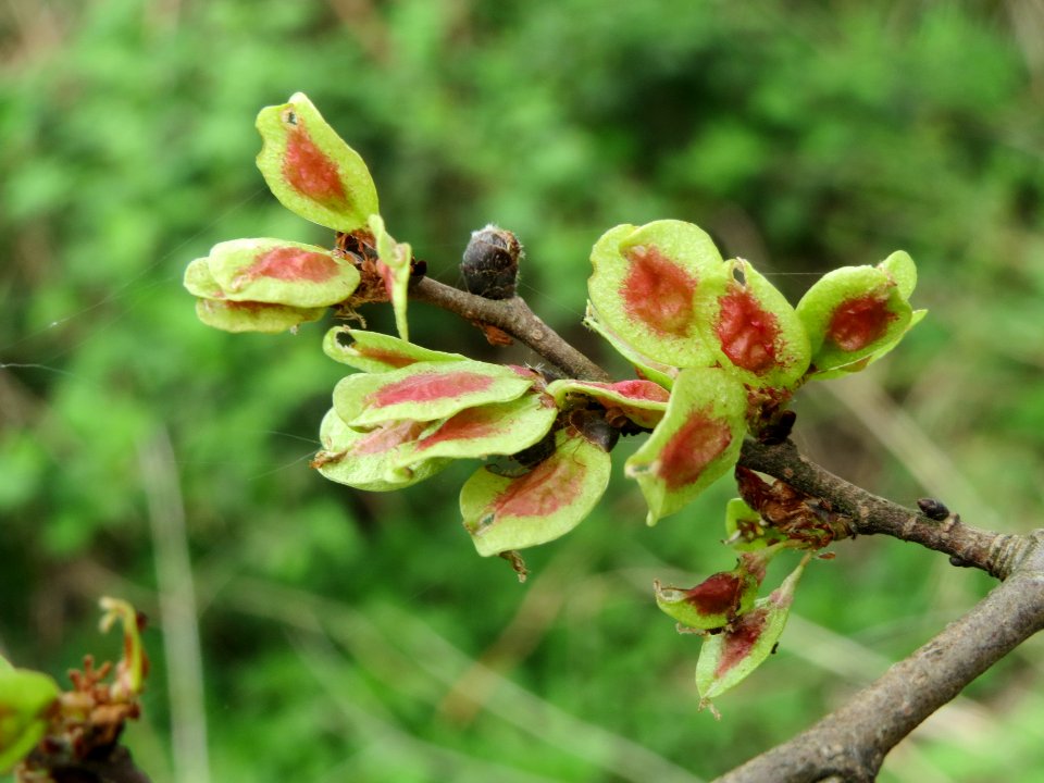 20140407Ulmus_minor06
