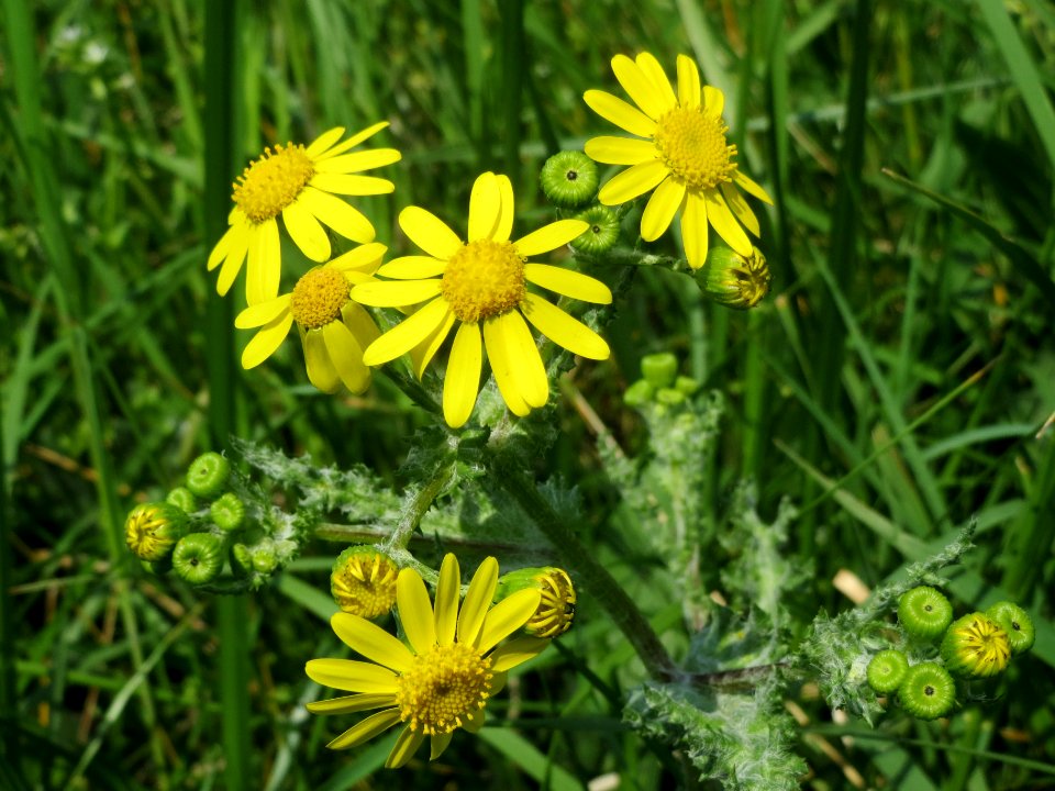 20140406Senecio_vernalis1