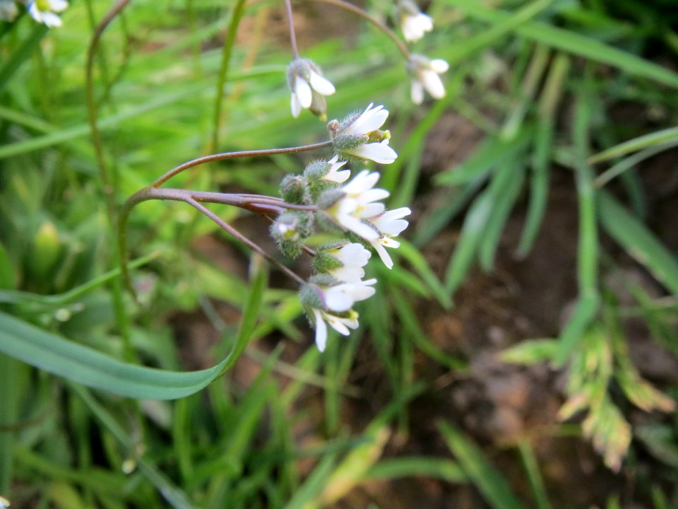 20140326Draba_verna