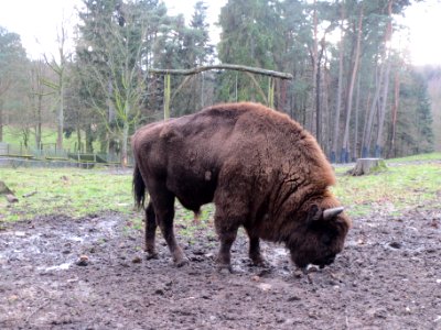 20140105Bison_bonasus2