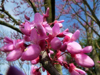 20140407Cercis_siliquastrum6 photo