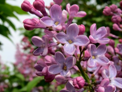 20140407Syringa_vulgaris2