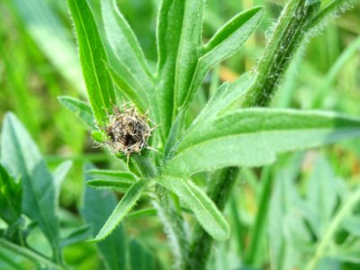 20140406Centaurea_scabiosa3