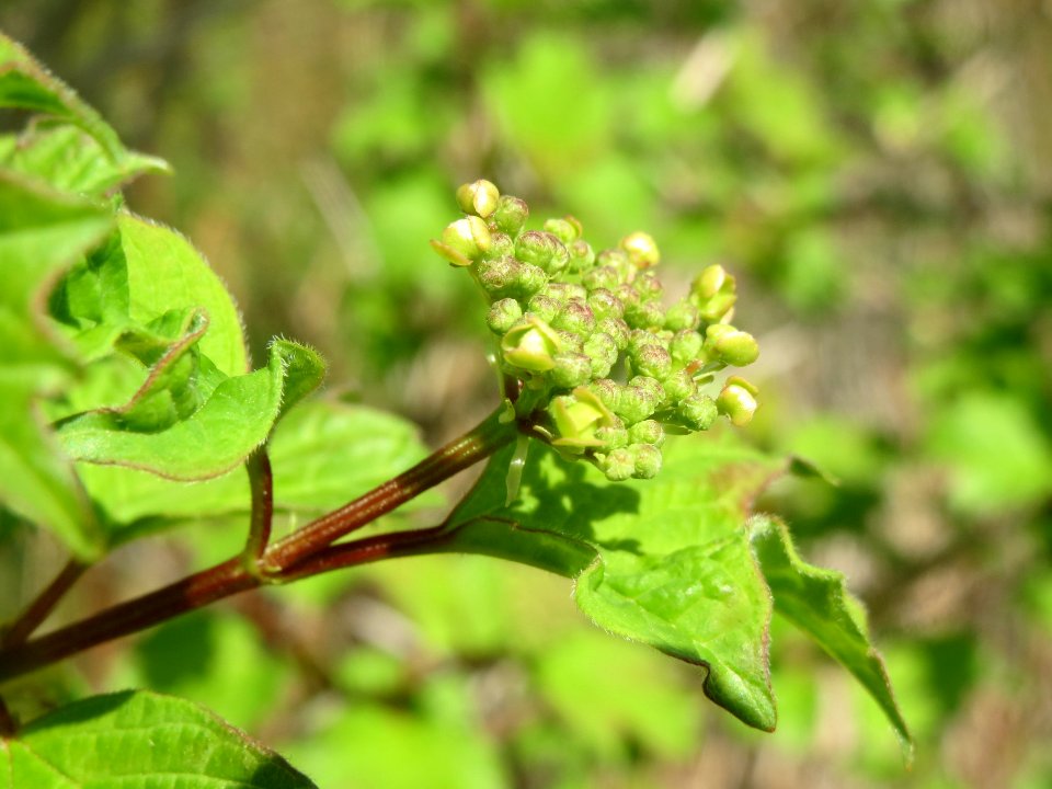 20140406Viburnum_opulus2
