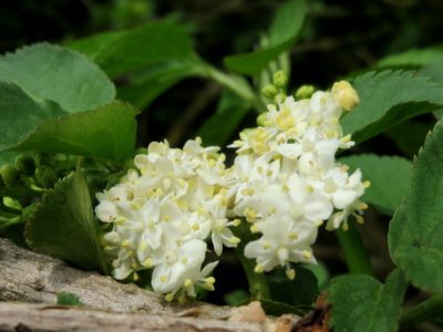 20140407Sambucus_nigra2