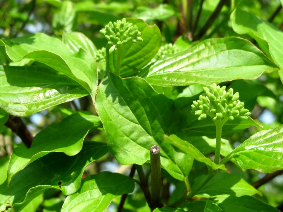 20140406Cornus_sanguinea2