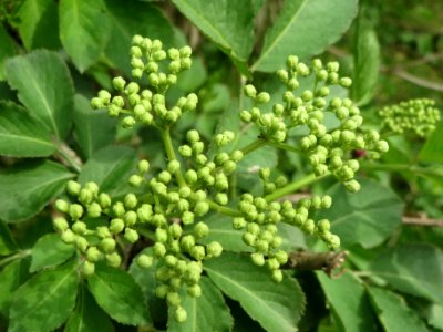 20140407Sambucus_nigra1