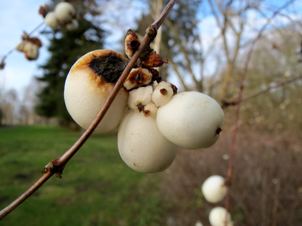 20140101Symphoricarpos_albus1