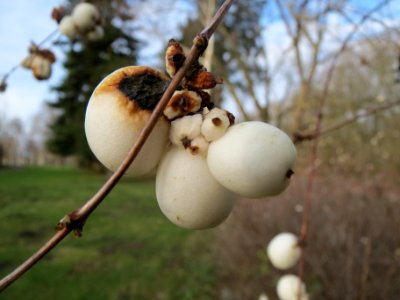 20140101Symphoricarpos_albus1