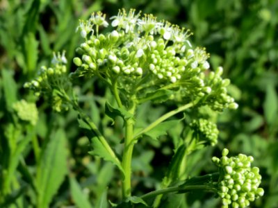 20140406Lepidium_draba1