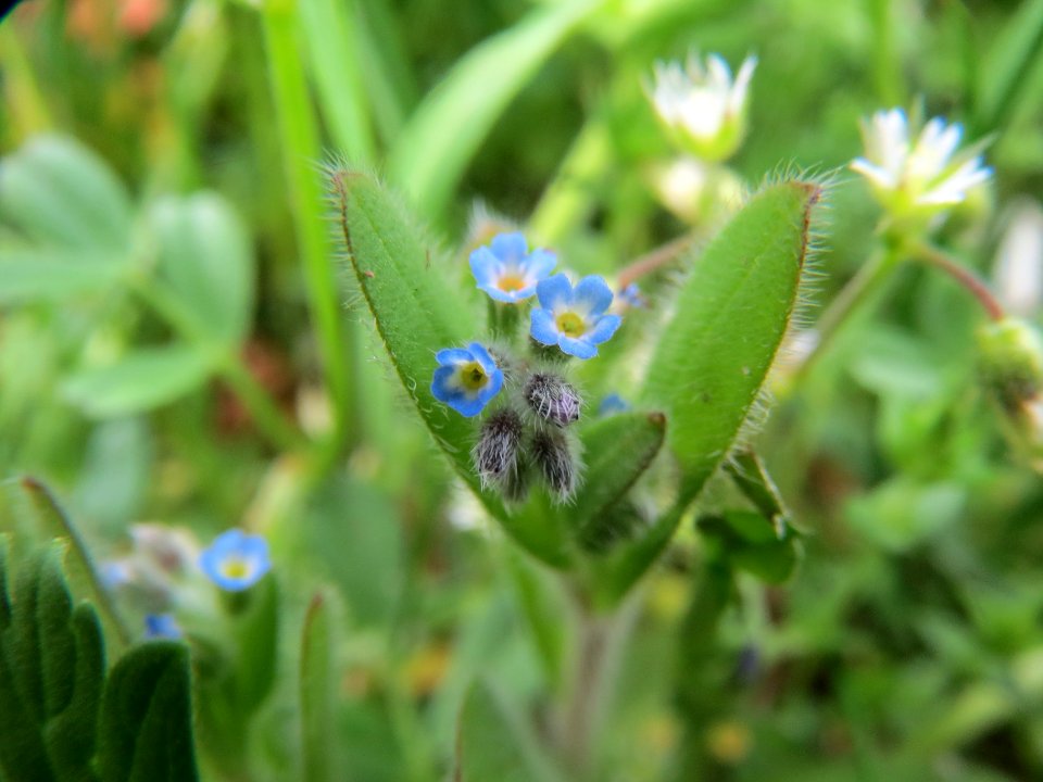 20140407Myosotis_stricta1