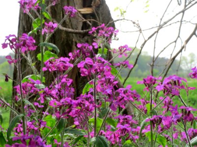 20140407Lunaria_annua1