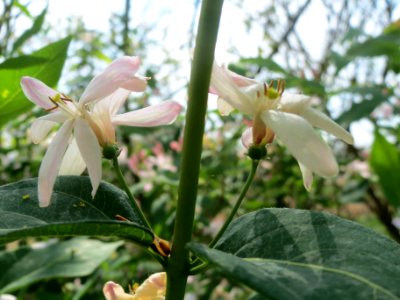 20140406Lonicera_tatarica10
