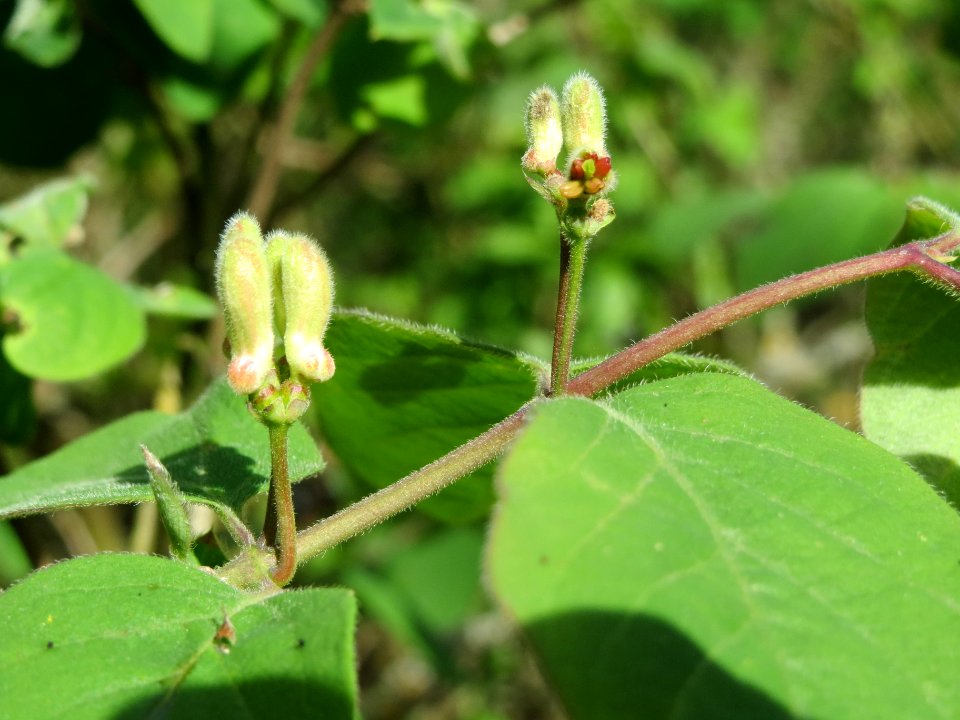 20140407Lonicera_xylosteum7