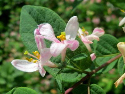 20140406Lonicera_tatarica04