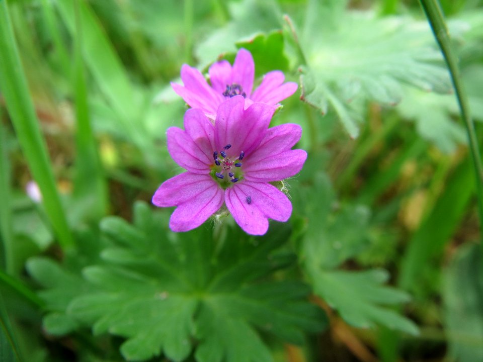 20140407Geranium_molle2