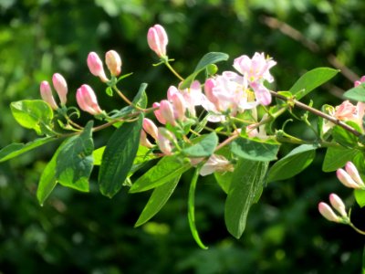20140406Lonicera_tatarica11