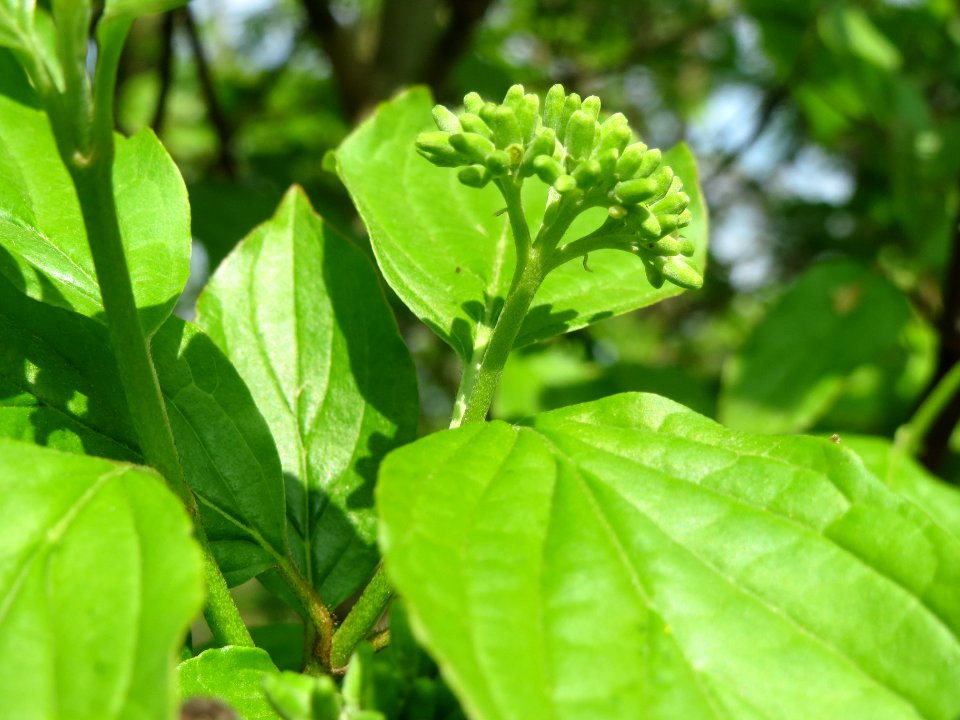 20140406Cornus_sanguinea1