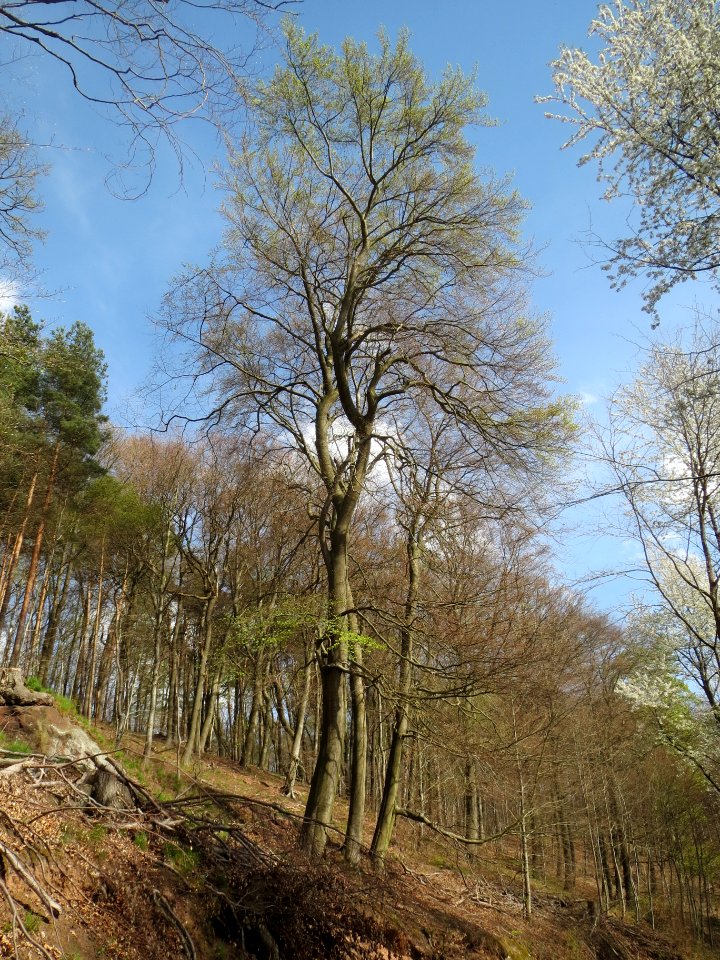 20140402Fagus_sylvatica1