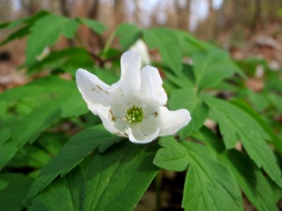 20140402Anemone_nemorosa5