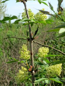 20140406Sambucus_racemosa2