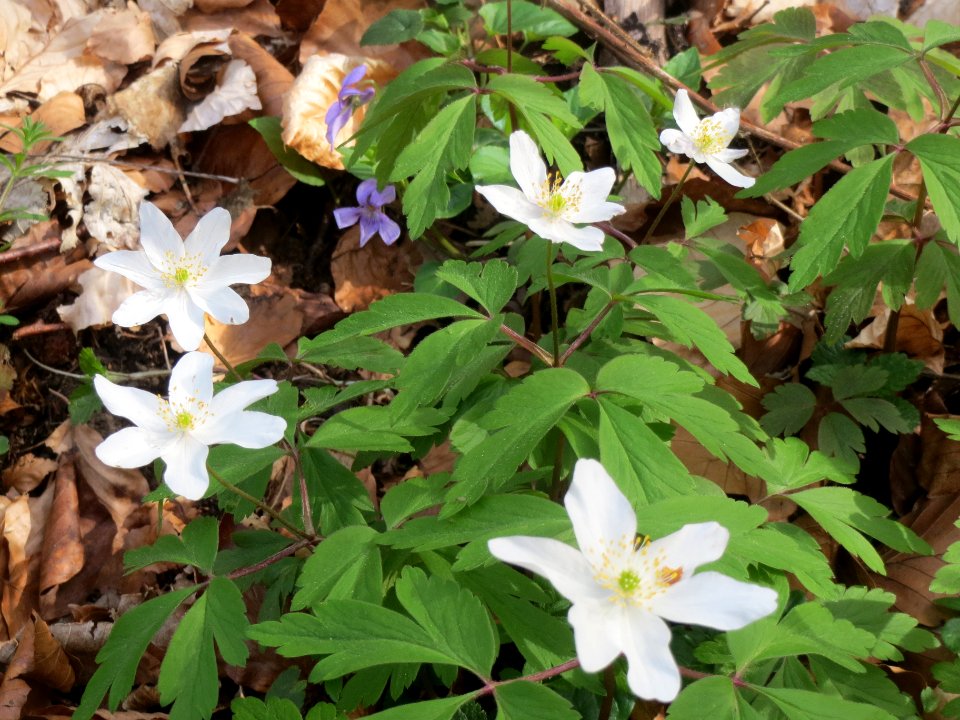 20140402Anemone_nemorosa2