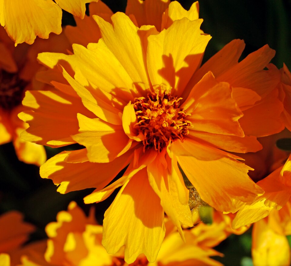 Home garden golden yellow petals