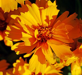 Home garden golden yellow petals