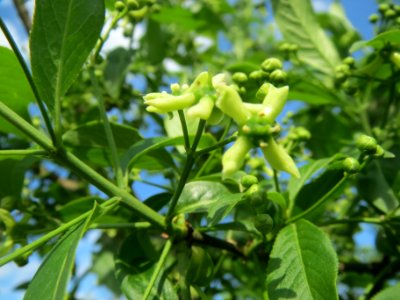 20140406Euonymus_europaeus6