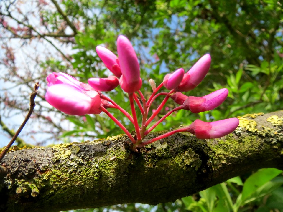 20140407Cercis_siliquastrum4