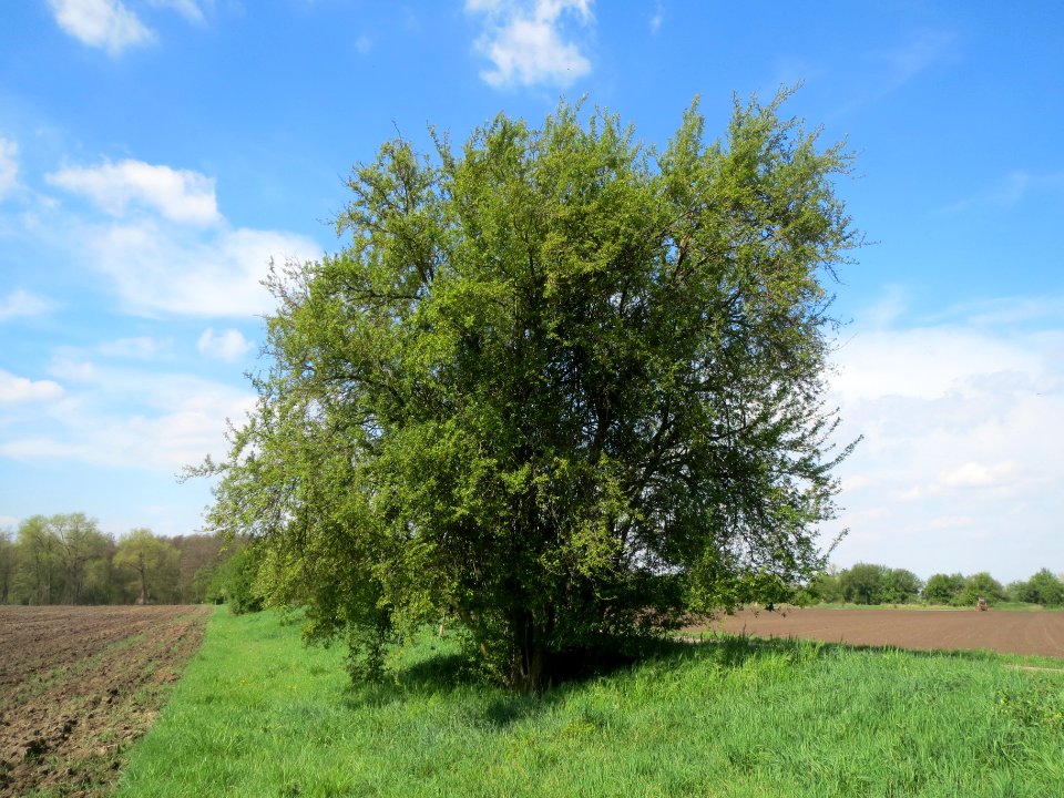 20140406Prunus_cerasifera1