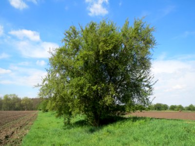 20140406Prunus_cerasifera1