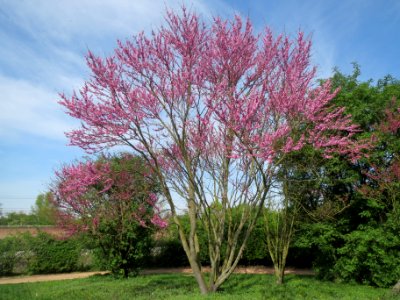 20140407Cercis_siliquastrum2 photo